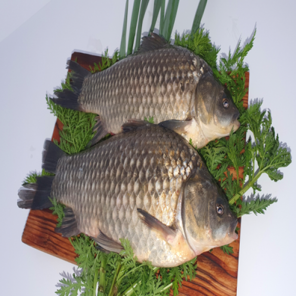 특별할인판매 고산민물수산 붕어 1kg 국내산 자연산 손질, 1kg (선어 손질)