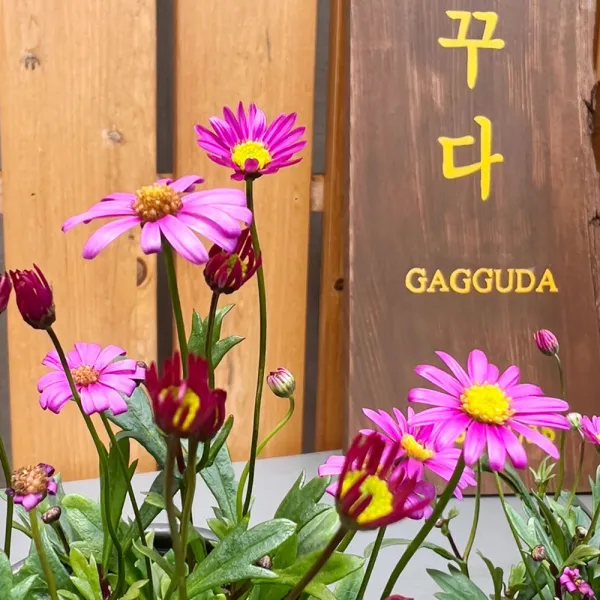 가꾸다 [묶음할인2개발송] 사계국화(진분홍) 현재 상태 좋습니다!