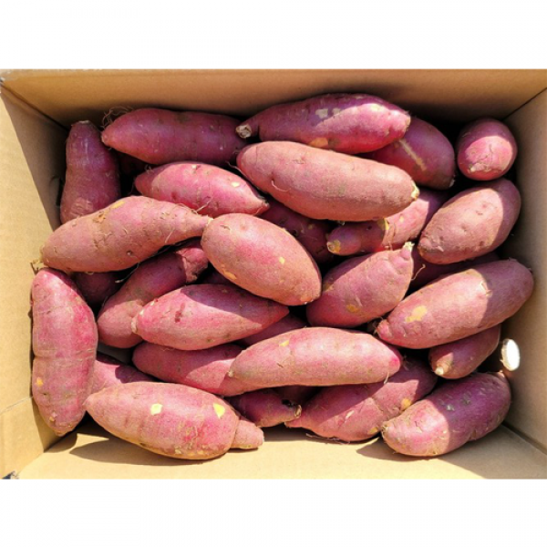 푸드팜 꿀고구마 3kg 5kg 10kg 한입 중 상 특 5kg 중한입 