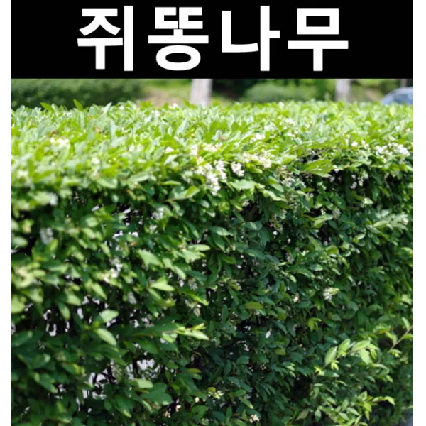 쥐똥나무 키1~1.2m(1단 20주)/나무 묘목/활엽수/정원용