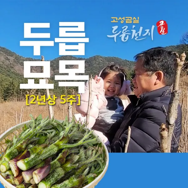고성곰실 가시없는 참두릅묘목 2년상 5주