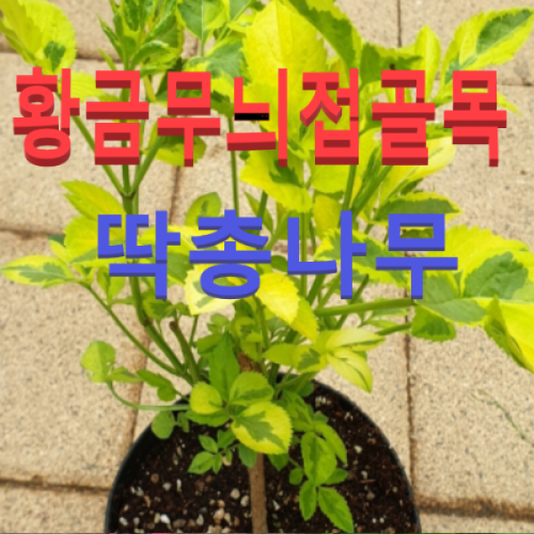 (성실농원)황금무늬접골목(딱총나무)(포트) 1그루
