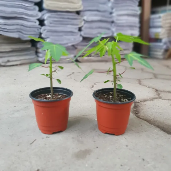 공룡꽃식물원(주) 원플원 2개 왜성파파야 소품 10~30cm 65 배송중 잎이꺾일수있음 야생화 과실수