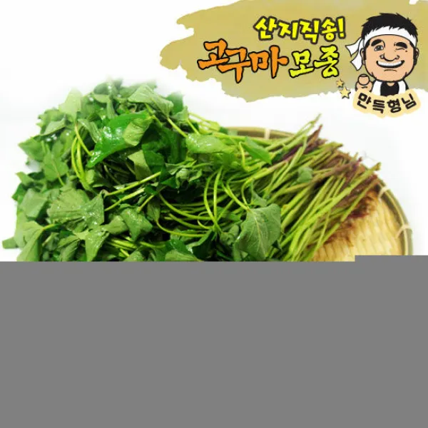 [예약] 호박고구마모종 20kg 고구마줄기 호감미 튼튼모, 도착날짜:2021-04-16