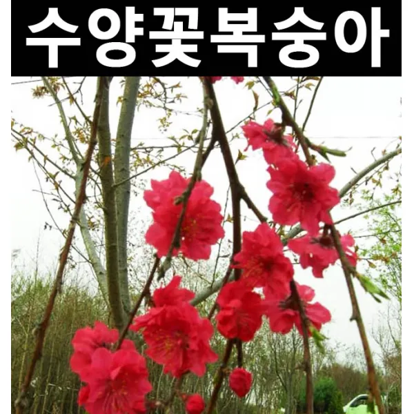 수양꽃복숭아 적색꽃(분)/나무 묘목/활엽수/정원용