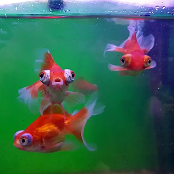 Ar2 툭눈 나비꼬리 금붕어 1마리 8~10cm내외 1개