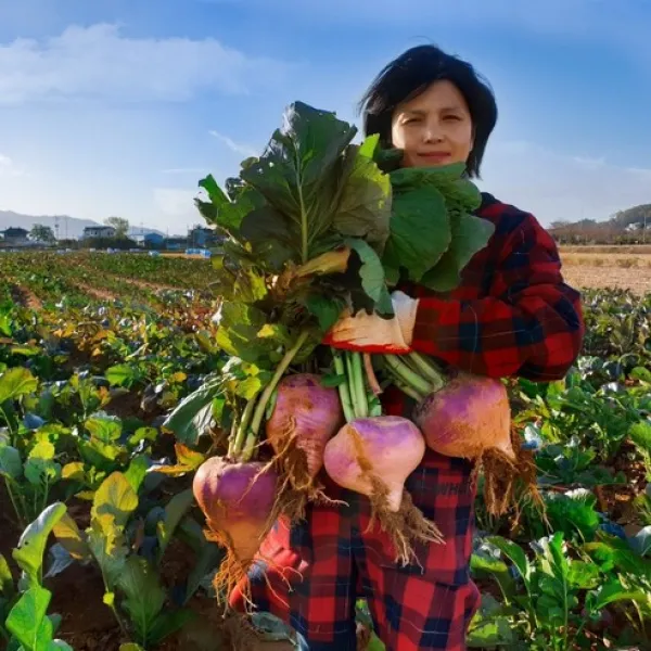 강화도 연미농장 2020년 싱싱 햇 순무 황금래시피 순무김치 1박스 강화꿀순무5kg