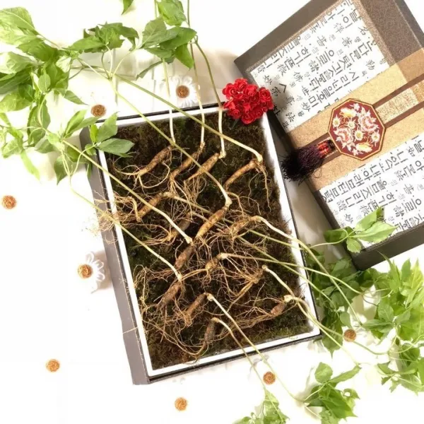 본초 산양산삼 7-8년근 20뿌리 1박스, 1세트
