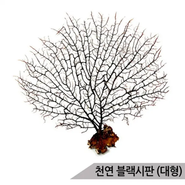 블랙시판 대 /바다산호초/25cm이상/소라게/어항장식