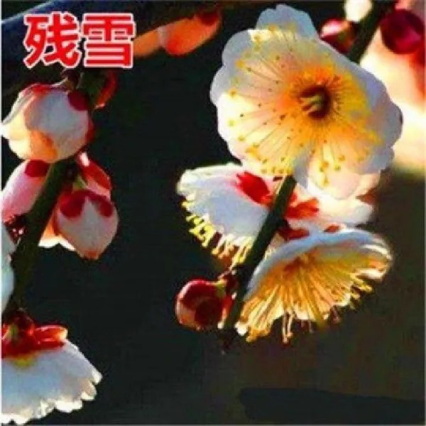 매화 묘목 분재 섣달 실내 사계절 푸르게 꽃 심고 눈10년1증정 1