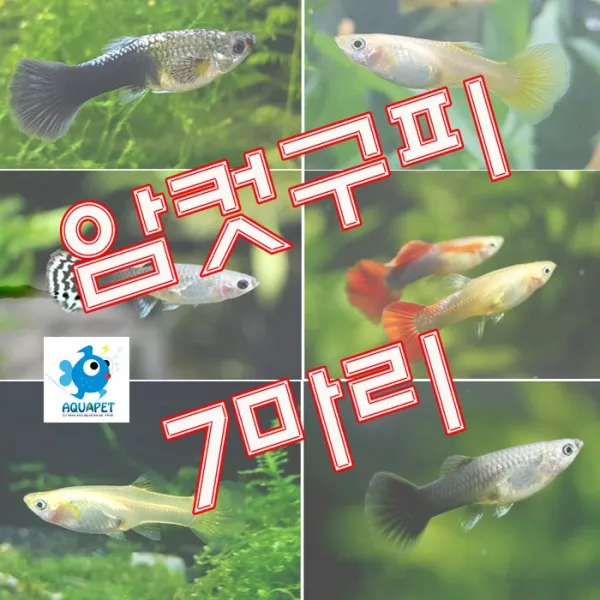 [암컷 구피]7마리+1마리서비스(5~6종류 보내 드려요) 암컷구피[아쿠아펫 물고기 3만원이상주문시 사은품증정], 1개