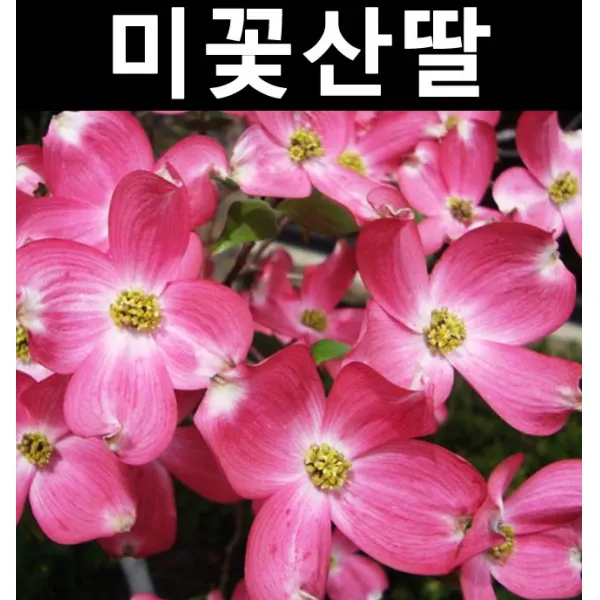 순수농원 미꽃산딸(적색꽃) R4cm(분) 나무 묘목 활엽수 정원용