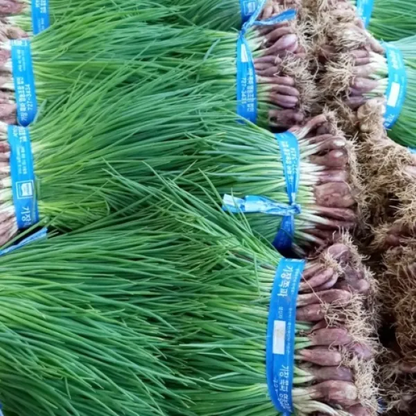 채소애 싱싱한 파김치용 기장쪽파 전라도 흙쪽파 한단 (약1kg)