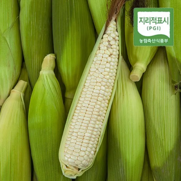 22년 수확 괴산 대학 찰옥수수(15cm이상)