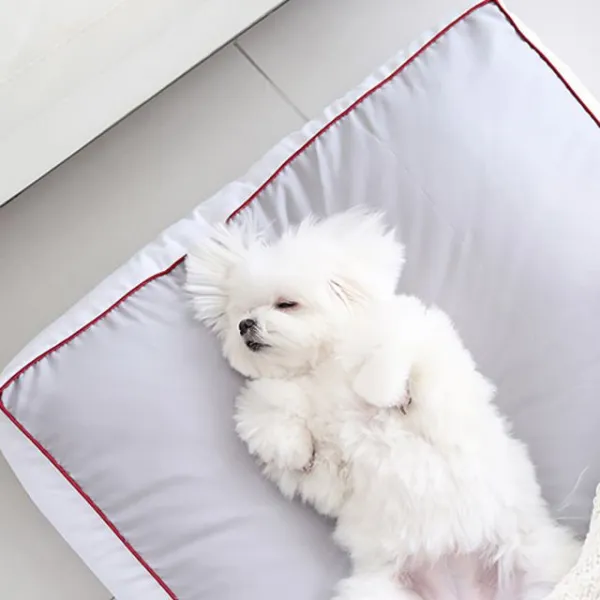  천삼백케이 기절베개 기절 댕냥쿠션 S 그레이