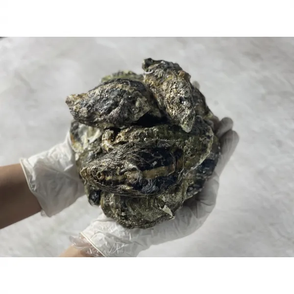 제철 고성 개체굴 이베체 삼배체 석화 각굴 2kg, 이배체 개체굴 2kg(8-12미)