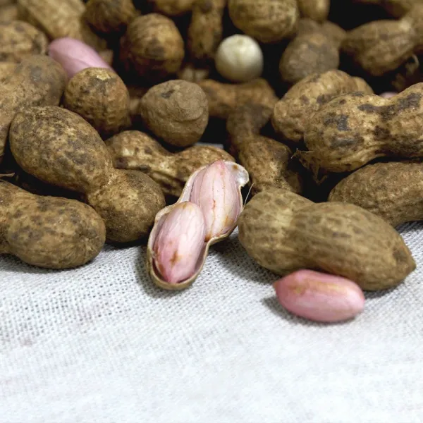 2022국산 햇 예천땅콩 쪄먹는 피땅콩 생땅콩 흙땅콩 1kg-4kg, 1개, 피(흙)땅콩 1kg