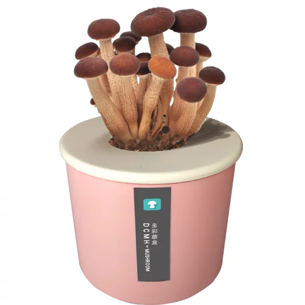 홈심다 식용 균종 하우스 자양함 느타리버섯 홈버섯 케이스 둥근 통, 티 나무 표고등 -핑크