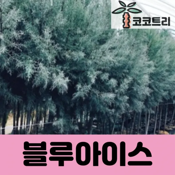 [코코트리] 블루아이스 측백나무 묘목, 1개, 블루아이스 키25cm내외 포트