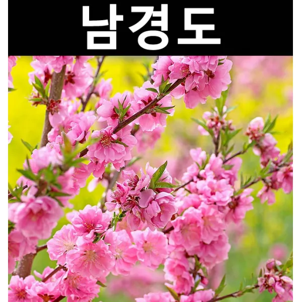 남경도(남경화) 적색 분홍랜덤 접2년(뿌리) 3개/나무 묘목/활엽수/정원용