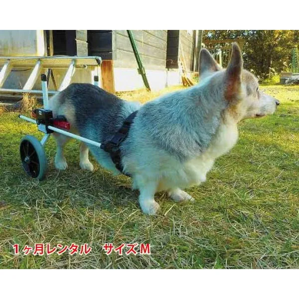 개의 휠체어 k9 차 표준 뒷발 받 m (11 ~ 18kg) 용 간병 늙 은 개 개 개 개 개 개 개 개 개 개 개 전용 휠체어 리어카 중형 개 휠체어 바 지 를 이용 한 뒷발 걷 기 코 지 비 글, 1개, 상세설명참조 상품 문의는 상품 문의란에 적어주세요