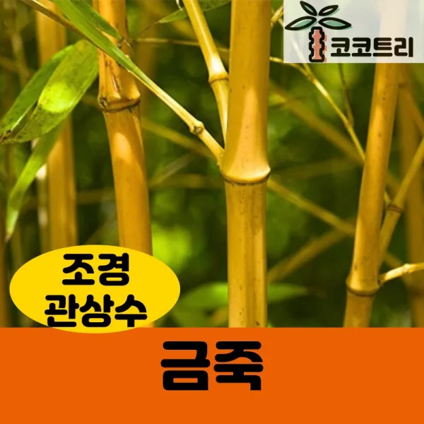 [코코트리] 금죽 묘목, 1개, [차량배송] 금죽 키2.5m 내외(화분)