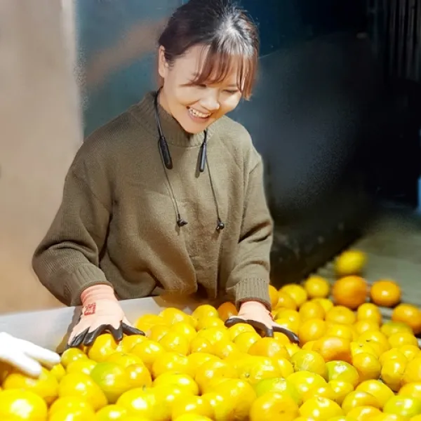 훈이네농장 제주 노지감귤 10kg