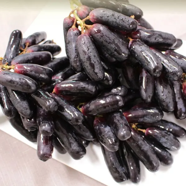 꽉찬 과육 꿀맛 씨없는 블랙사파이어 가지포도 2kg, 단품