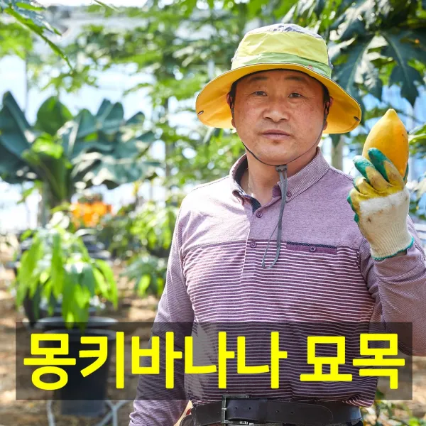 [안동파파야농장]열대 과일 몽키바나나 나무 묘목 2개 파파야 실내 공기 정화 식물 관상용, 몽키바나나묘목 2개