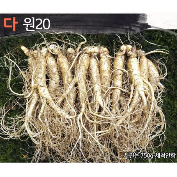 삼키우는마을 고려수삼 세척 무세척 수삼 가정용 다.원20 500g 세척안함
