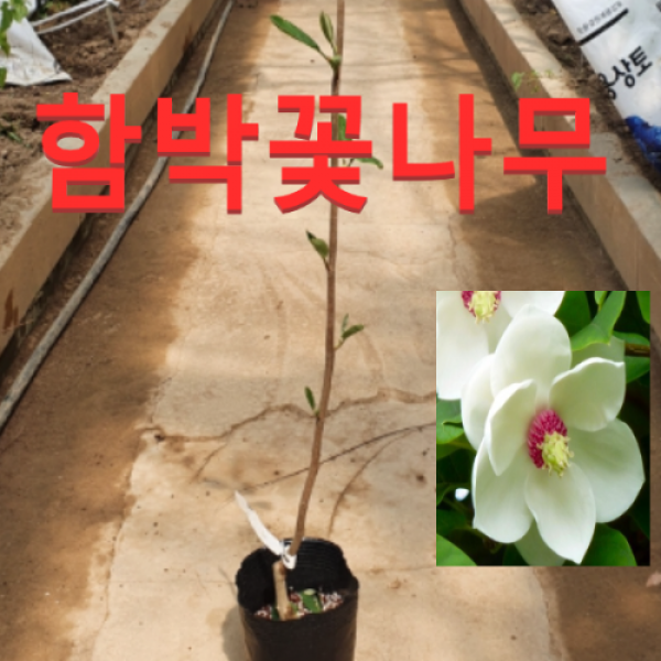 (성실농원)겹꽃 함박꽃나무 접목2년(포트) 1그루