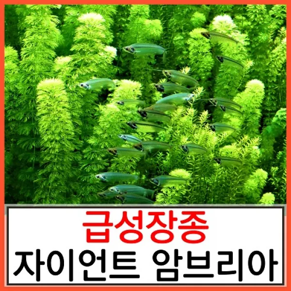 수초하우스 자이언트암브리아 급성장종 2줄기