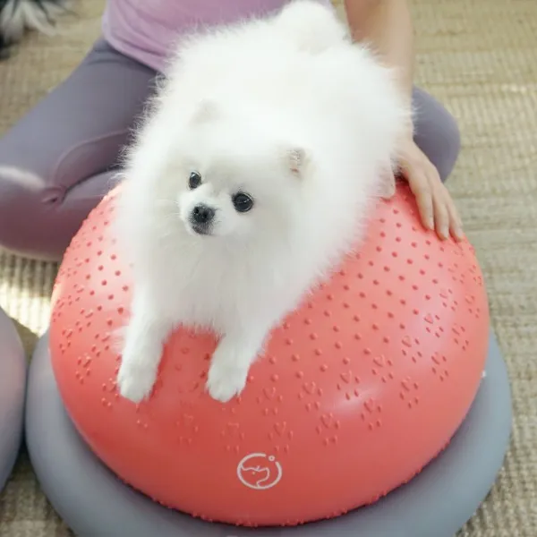 튼튼짐볼/칠십사점오도씨 정품 반려견전용 운동기구, 쿠팡 본품만, 쿠팡 본상품선택