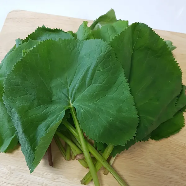 강월도 삼척 곰취 곰취나물 생곰취 어수리나물, 1박스, 곰취 2kg