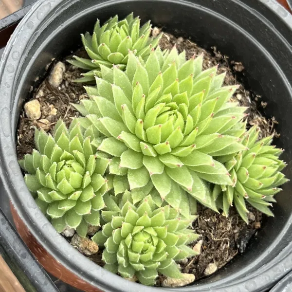 올식스 페루바위솔 노지월동 석부작재료 야생화 다육식물 다육이 키우기 공기정화식물 개업화분