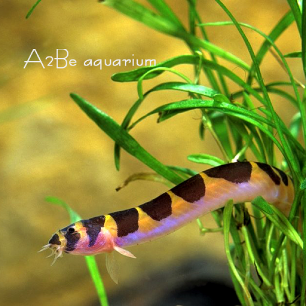  A2be열대어수족관 청소고기 쿨리로치 3마리