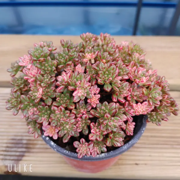 [샤론다육이야기] 소인제금