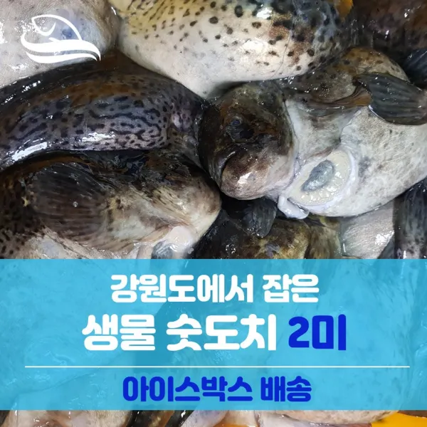 수산물여기요 강원도 별미 심퉁이 알도치 or 숫도치 생물 2미(원물), 1팩, 숫도치2미