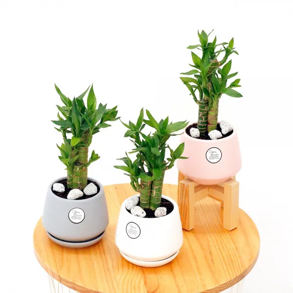 삼색세라믹 인테리어 화분 공기정화식물 집들이선물 연화죽 삼색세라믹 화이트