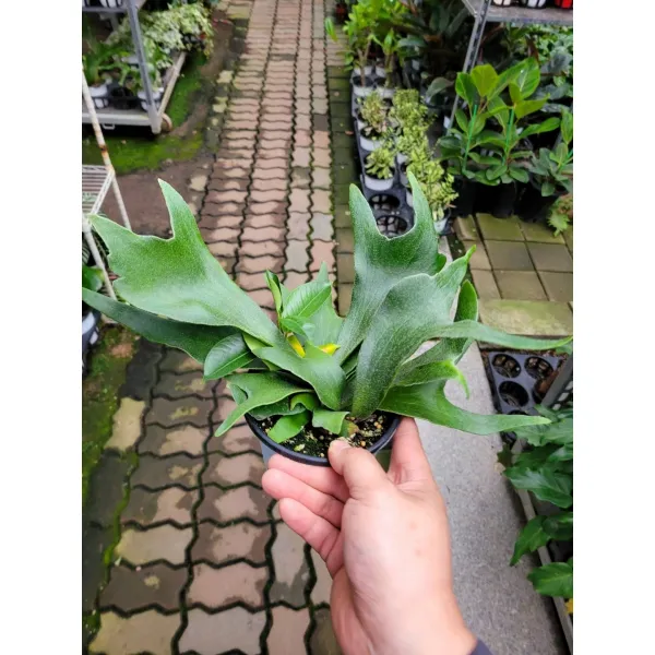 9900 박쥐란 소중품 15~40cm