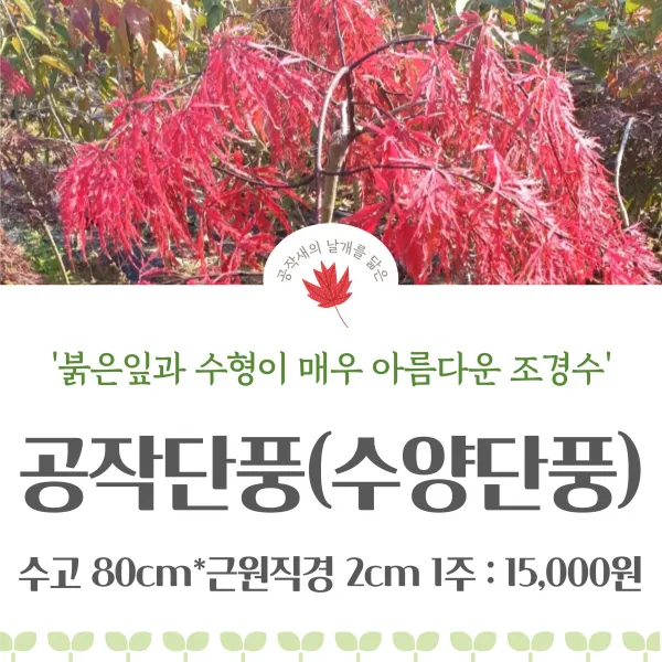공작단풍 / 수양단풍 / 단풍나무 / 조경수 / 충북농원, 공작단풍(수양단풍), 1개