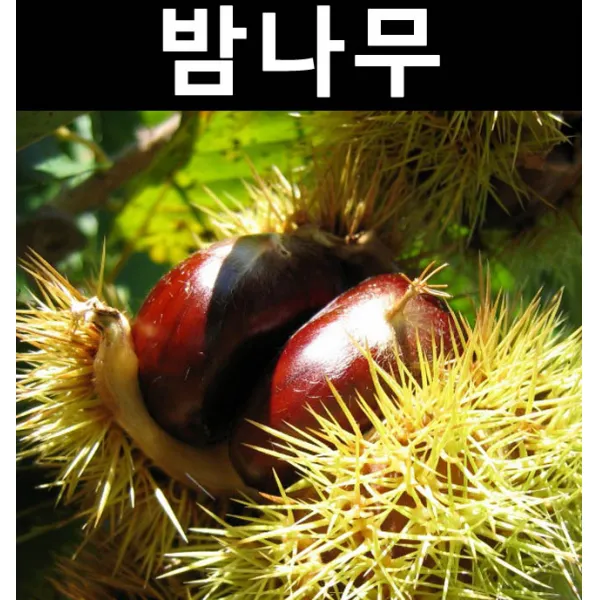 밤나무(삼조생) 접목1년(특) 뿌리 1개/나무 묘목/과실수/유실수