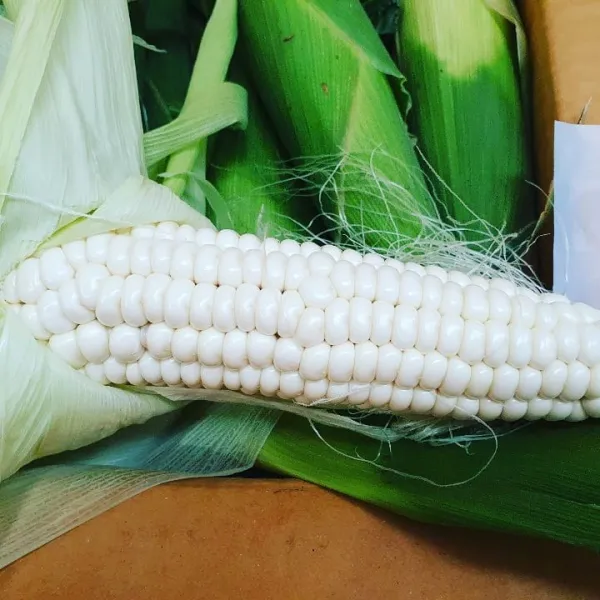 [괴산조마담] 껍질벗겨 진공포장한 괴산대학찰옥수수 15개 30개, 껍질벗긴대학찰옥수수