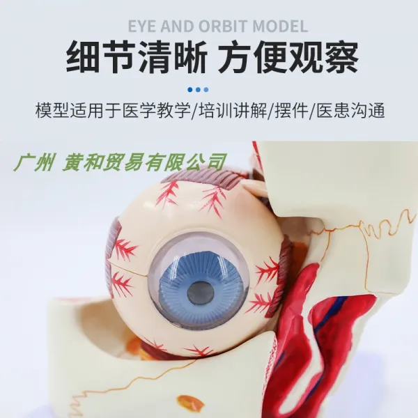 해외 안구 및 눈시울 증폭모델인 안구해부모형의 시신경, 단일옵션