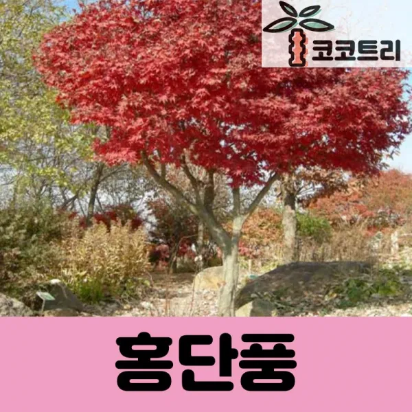 [코코트리] 청단풍 묘목, 1개, 홍단풍 종자 1L