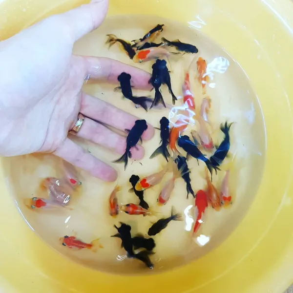 황금달수족관 금붕어 15마리 3~5cm, 1마리