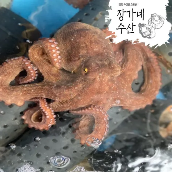 [장가네수산]자연산100% 국산 돌문어1kg/1.5kg/2kg(생물/정품)/비품돌문어(생물/비품)/(평일오후2시이전까지 당일발송), 비품 돌문어1kg(2-3미)랜덤발송