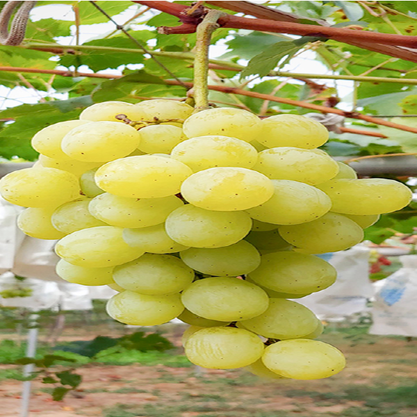 누리원예조경 청포도(로자리오 비앙코)삽목 3~4년 (결실주)분