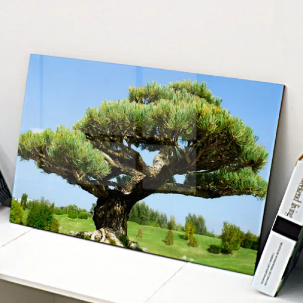  바보사랑 아크릴액자_부와명예의상징풍수소나무