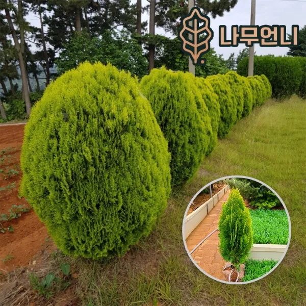 황금측백 삽목2년생 키80cm 나무언니